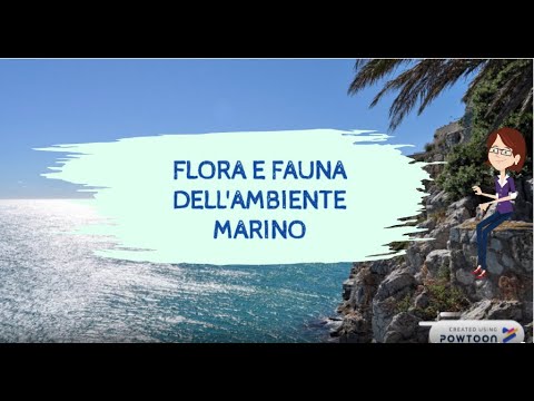 Flora e fauna dell&rsquo;ambiente marino