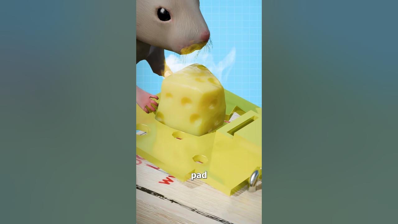 How A Mouse Trap Works π How A Mouse Trap Works π