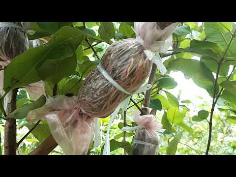 Video Chiết ổi theo cách của nhà vườn 100% ra rễ! - youtube