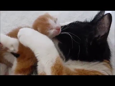 Video: Katten En Katten Beroven (scheren En Andere Soorten): Hoe Het Eruit Ziet, Tekenen, Behandeling Van Kittens En Volwassen Dieren Thuis, Foto