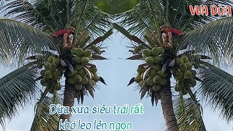 Vua Dừa Miền Tây// cây dừa xưa siêu trái rất khó leo lên ngọn, vua dừa leo xử lý cách treo dây