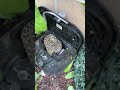 Large snake surprises pest control worker 