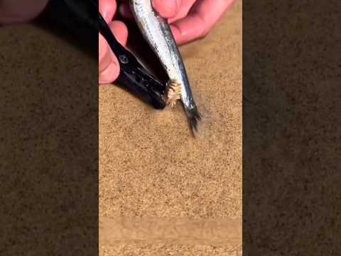 How to catch an Autralian Beach Worm (Bobbit Worm) 🪱
