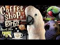 Coffee Shop Birbs | Jazzy Elevator Music for Birds | Parrot Music TV for Your Bird Room🎶