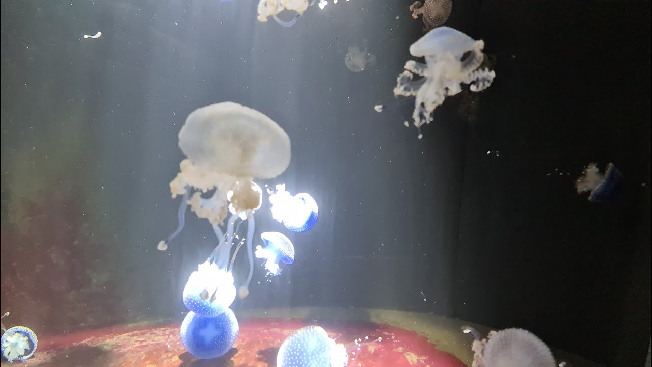 Umbrella Fish in Basel Zoo Switzerland || Zoo Basel Switzerland || Swiss Vlogger