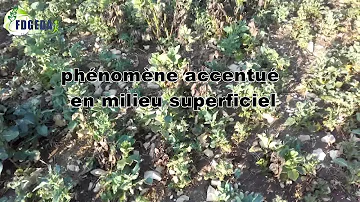 Quels sont les sulfamides ?