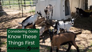 What to Consider Before Getting a Goat