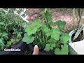 Tire Garden update