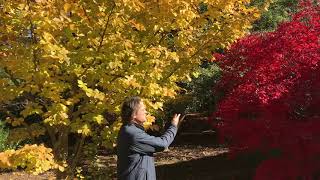Fall Color - The Persian Parrotia, Japanese Maple & American Holly