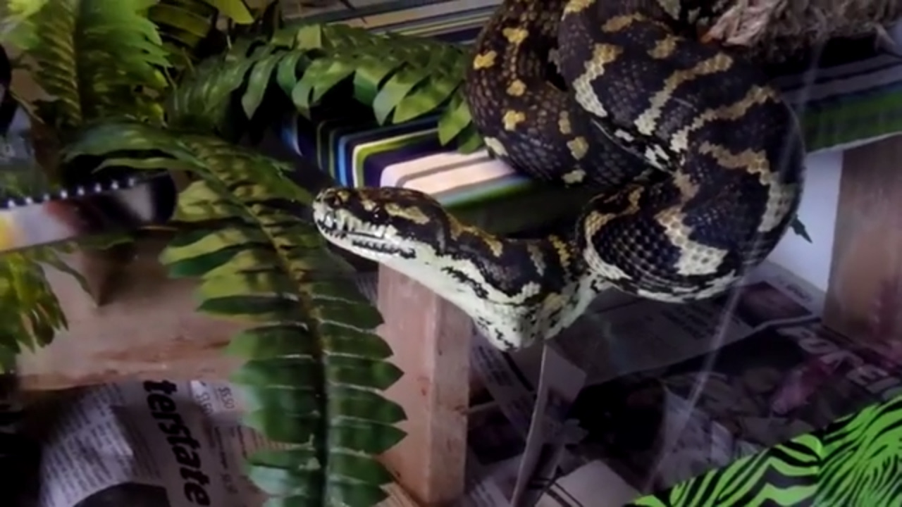 caring for rat snakes Strike And Miss, Jack My Snake Needs Glasses This Feed