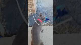 Meet Ruby A Terrier, Pit Bull Currently Available For Adoption 4252024 114728 Am