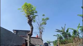 Pagi yang cerah di kampung halaman