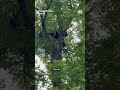 Sleeping bear lured from tree with donuts and peanut butter