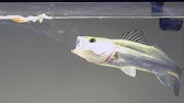 シーバスの捕食シーン 天然アジが食べられたぞ 水中動画の定期更新no 440 Youtube