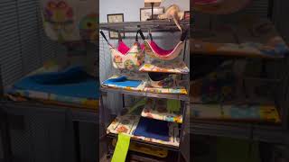 Ferret Room Refresh #ferrets #roomrefresh #happypets