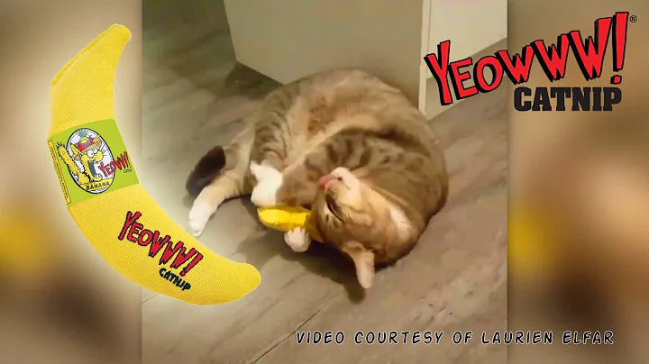 Yeowww! Cat Nuzzling a Banana