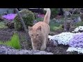 【忠犬ハチ公猫 何度呼んでも必ず来る猫!】Cats always come no matter how many times call