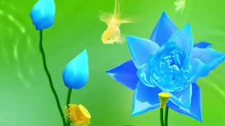 Blooming Waters A Journey Through Flowers, Fish & Natural Beauty