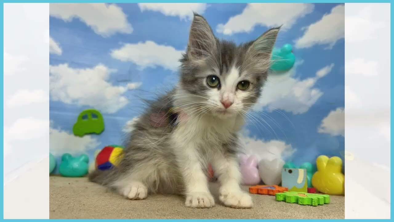 子猫の詳細情報 (高知県/2025年11月19日生まれ/男の子/ブルータビー