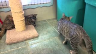 Crazy Kittens!