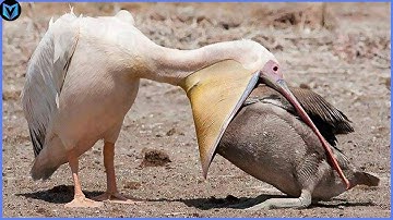 11 Most Amazing Bird Attacks Caught on Camera-1080p