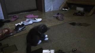 кот курит кот курит