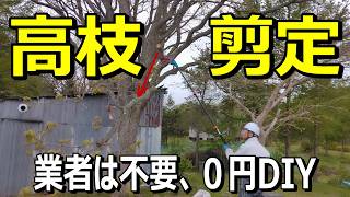 【庭木の高枝剪定】延長ポールを使って大木の高枝処理に挑む!