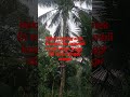 manjat buah kelapa ketinggian 20 meter hitungan detik#jawabarat #indonesia #youtubeshorts