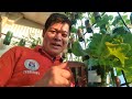 PAGTATANIM NG ORGANIC LETTUCE IN A PLASTIC BOTTLE, Self Watering Plant (with ENG subs)