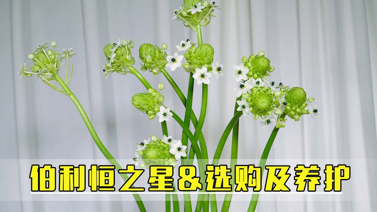 鮮花選購及保養2 千日紅 千日白 千日紫 大叔說花 Youtube