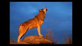 WOLVES HOWLING SOUND EFFECT in Best Quality