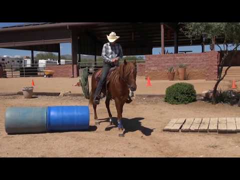 Leonard´s Cuba Libre M.R. Missouri Foxtrotter Gelding