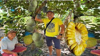 EVIARC Jackfruit from Planting to Harvest to Marketing -COMPLETE GUIDE