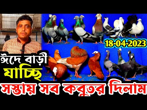 ঈদ উপলক্ষে সস্তায় সব কবুতর বিক্রি করে দিব | অনেক কম দামে ফেন্সি কবুতর কিনুন kobutor bikri hobe