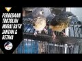 Download Lagu CARA AKURAT MEMBEDAKAN TROTOLAN MURAI BATU JANTAN DAN BETINA