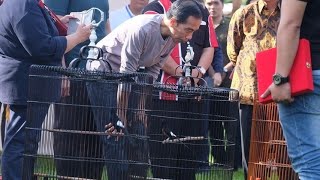 Burung Milik Jokowi Kalah di Lomba Kicau Burung