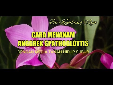 Video: Apakah Itu Orkid Spathoglottis - Maklumat Mengenai Penjagaan Orkid Tanah