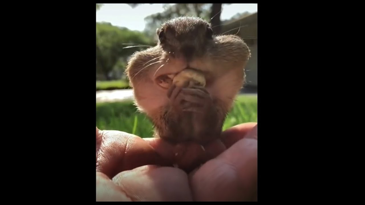 Funny Animal videos 2022 (Try not laugh IMPOSSIBLE)