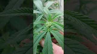 Closet grow!!!
