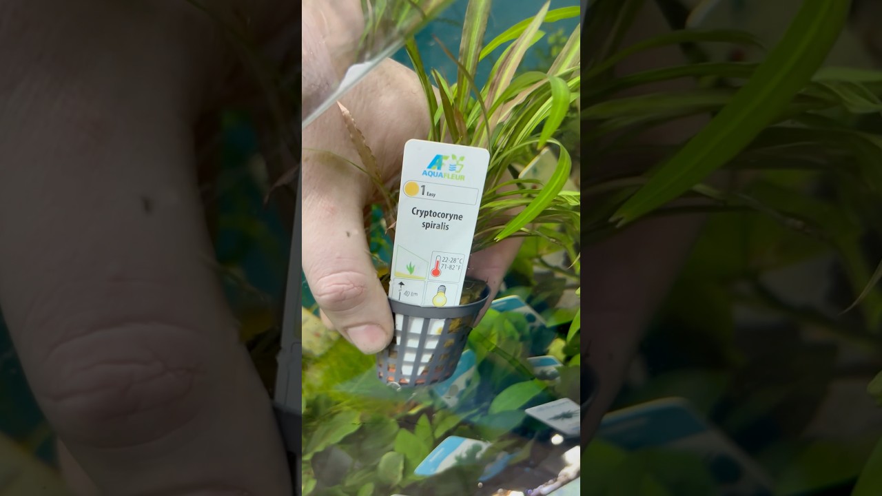 Cryptocoryne Spiralis - Aquariumplantenshop