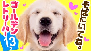 13th Golden Retriever  TOP100 Cute dog breed video