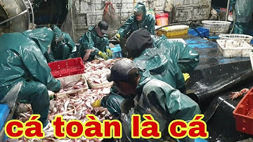 một đêm đánh cá của tàu 969 với mẻ lưới toàn cá và mực đổ tàn be tàu