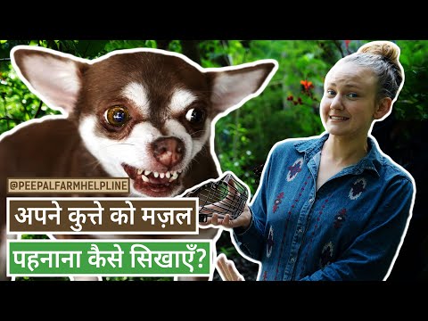 अपने कुत्ते को Muzzle पहनाना कैसे सिखाएँ? | Muzzle training | Dog training