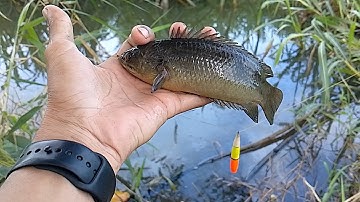 Tập - 42 - Câu Cá Rô Đồng - Sống lâu Năm Con Cá Đen Thui Ú Nu.@tanhungmientay 