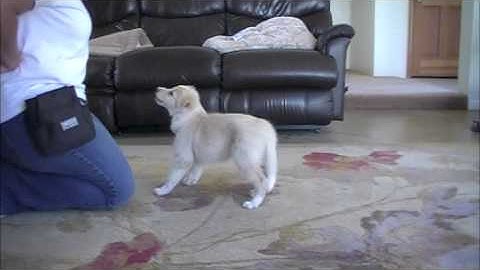 Positive Interrupter - Pairing the sound with reinforcement