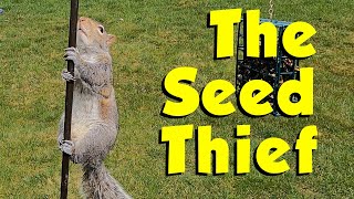 The Seed Thief by Just Ohio Birds 12 views 1 month ago 17 minutes