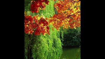 سورة غافر سورة (٤٠) آية (٨٥) G‘ofir surasi (40) oyat (85)