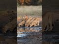 #animals #animalsofinstagram #cuteanimals #buzzfeedanimals #loveanimals #veganfortheanimals #