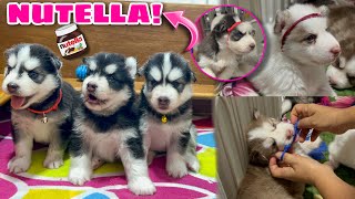 Puppy Name Reveal | KALOKA ANG NAMES! | Husky Pack TV