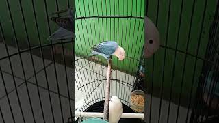 Download Lagu di bawa nyantai ja #lovebirds #videoshorts#shorts MP3 Download Lagu di bawa nyantai ja #lovebirds #videoshorts#shorts MP3